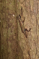 Anolis sagrei