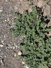 Euphorbia stictospora