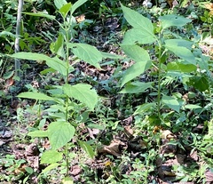Verbesina occidentalis