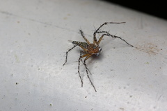 Hamadruas hieroglyphica