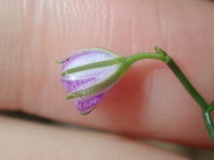Thysanotus patersonii