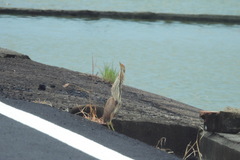 Ixobrychus cinnamomeus