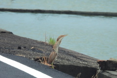 Ixobrychus cinnamomeus