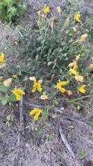 Chamaecrista