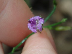 Thysanotus patersonii