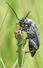 Epicauta immaculata