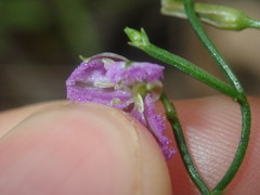 Thysanotus patersonii