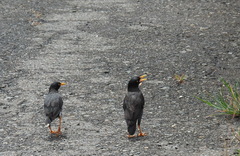 Acridotheres javanicus