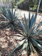 Agave tequilana
