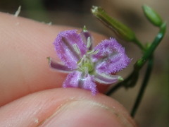 Thysanotus patersonii
