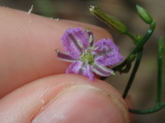 Thysanotus patersonii