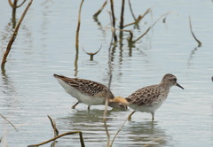 Calidris subminuta
