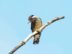 Yungipicus canicapillus