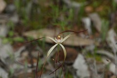 Caladenia xantha