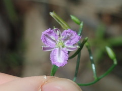 Thysanotus patersonii