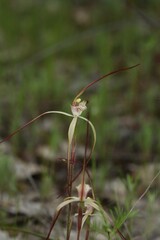 Caladenia xantha