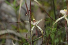 Caladenia xantha