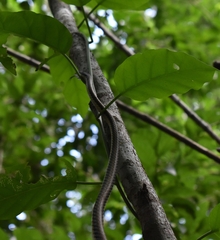 Leptophis mexicanus