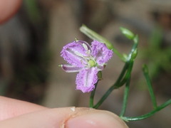 Thysanotus patersonii