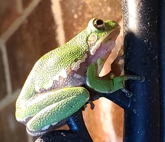 Hyla gratiosa