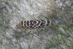 Sphoeroides testudineus