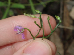 Thysanotus patersonii