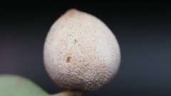 Disholcaspis cinerosa