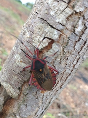 Pachylis pharaonis