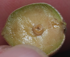 Disholcaspis cinerosa