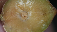 Disholcaspis cinerosa