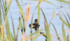 Podilymbus podiceps