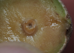 Disholcaspis cinerosa