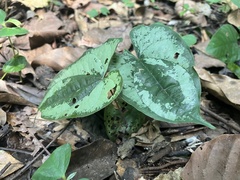 Dioscorea dodecaneura