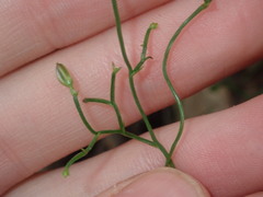 Thysanotus patersonii