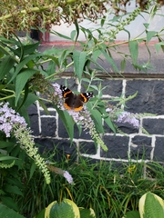 Vanessa atalanta