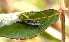 Loxostege cereralis