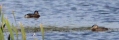 Podilymbus podiceps