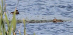 Podilymbus podiceps