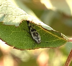 Loxostege cereralis