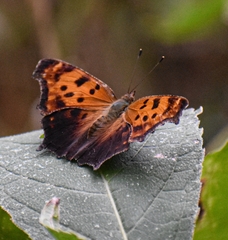 Polygonia
