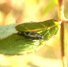Loxostege cereralis