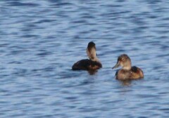 Aythya collaris