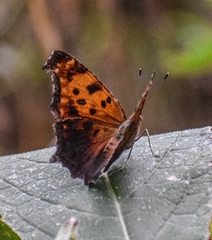 Polygonia