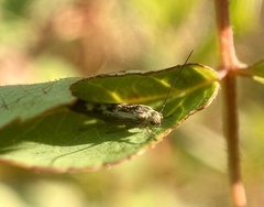 Loxostege cereralis