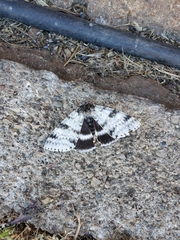 Catocala relicta