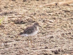 Calidris subminuta