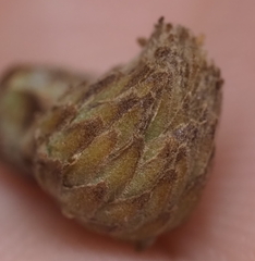 Andricus quercusfoliatus