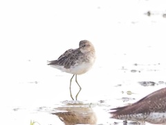 Calidris subminuta