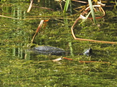 Trachemys scripta elegans