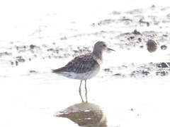 Calidris subminuta